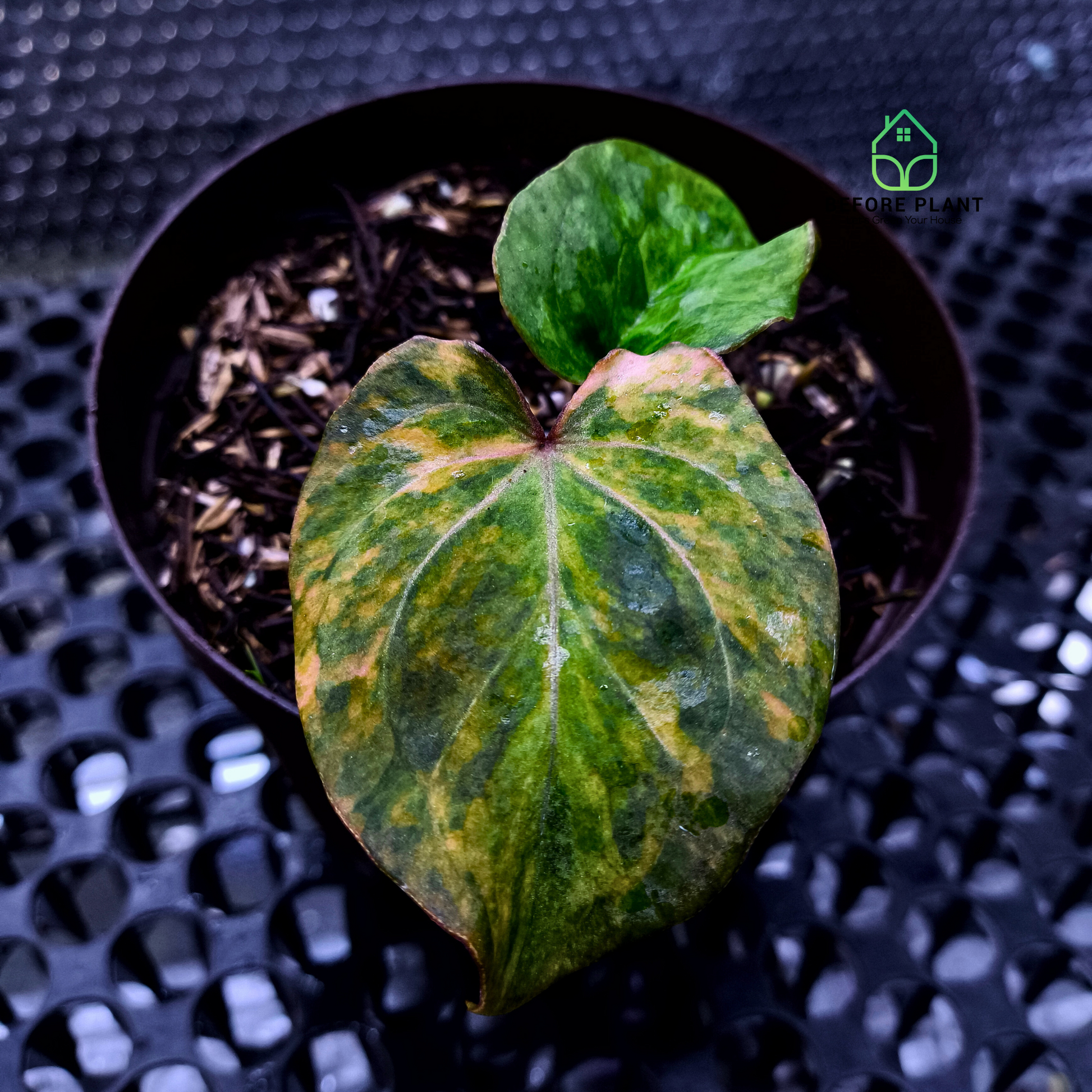Anthurium King of Spades