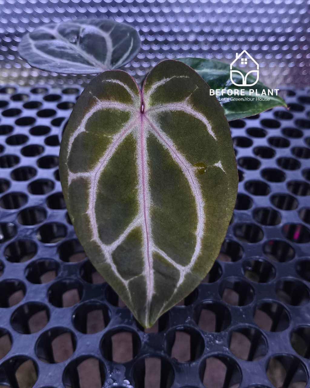 Anthurium Michelle X BVIT ZM RED