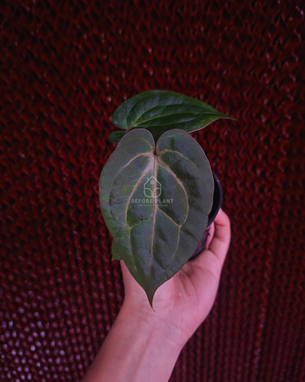 Anthurium FortSherman Mint x Papi Var AOS Tezula