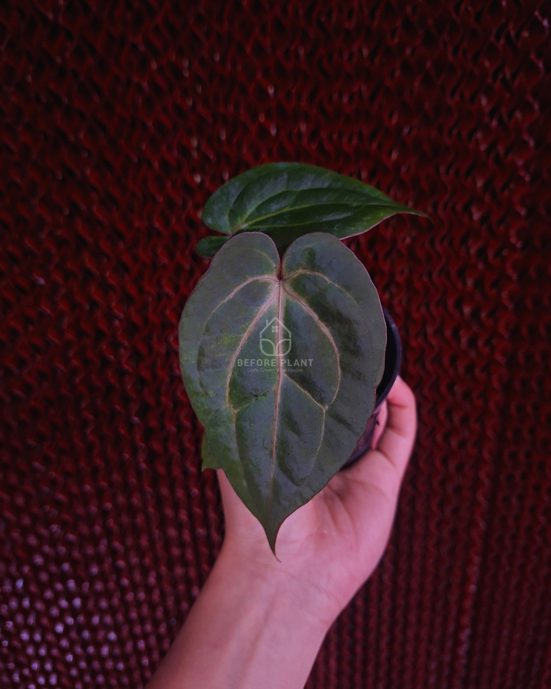 Anthurium FortSherman Mint x Papi Var AOS Tezula