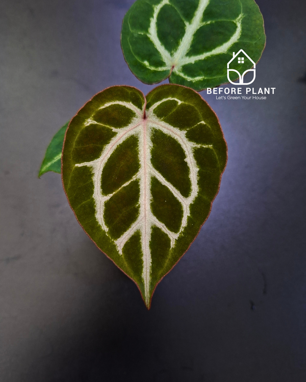 Anthurium Michelle X ( Silver Blush x (King of spades x Red Crystal) )