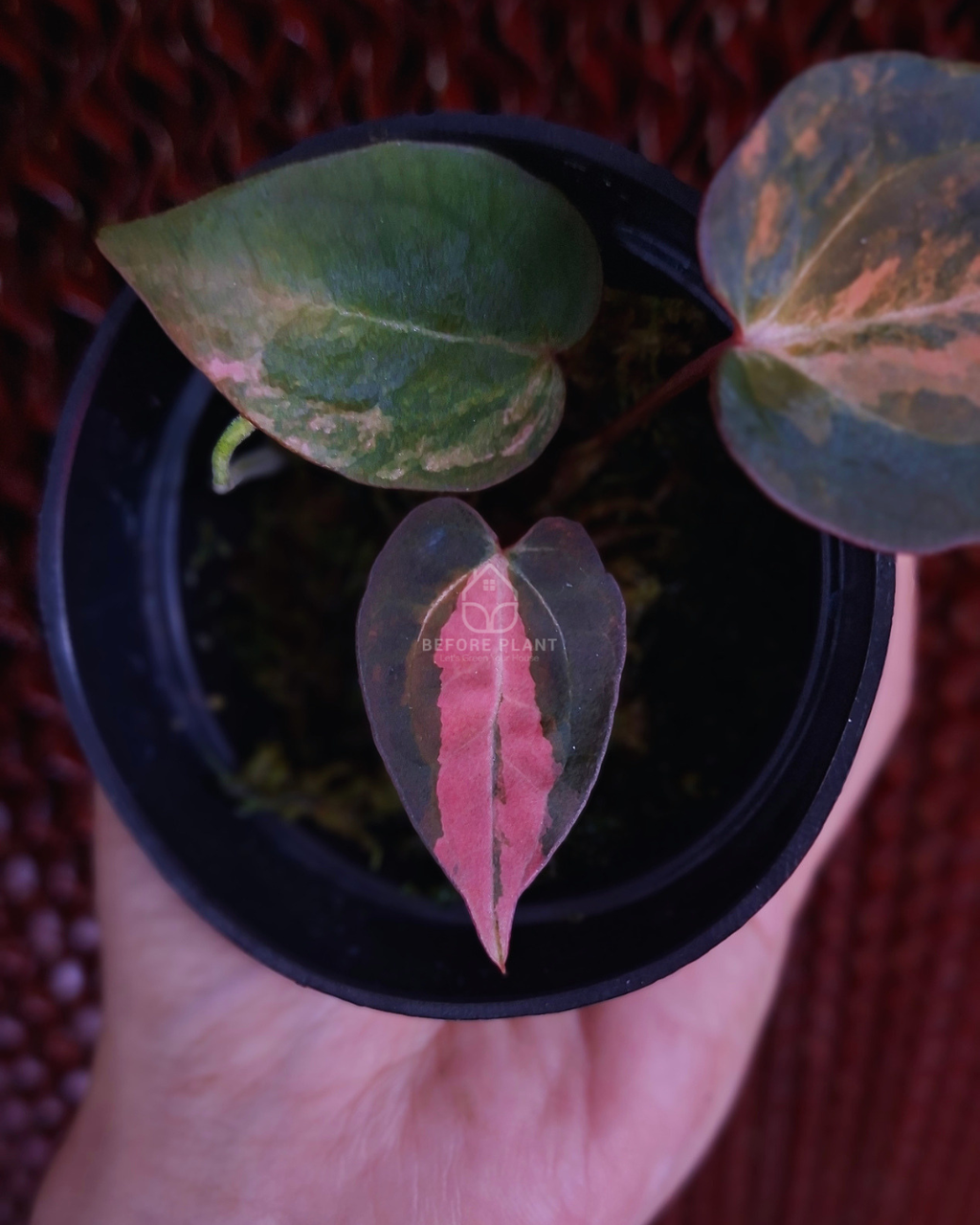 Anthurium Black Venom x RVC Michelle