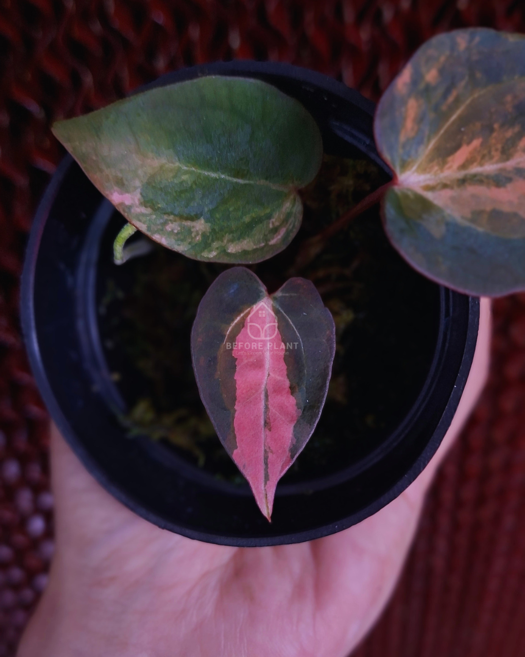 Anthurium Black Venom x RVC Michelle