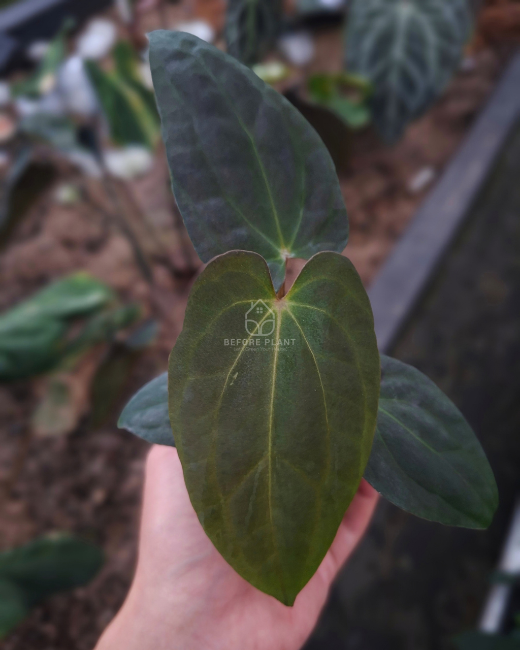 Anthurium Papi Var Subsignatum x Papi Var AOS Tezula