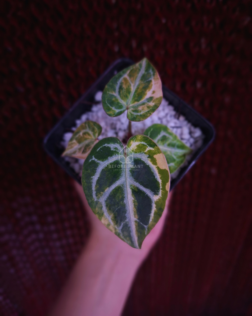Anthurium Magna x Hellboy