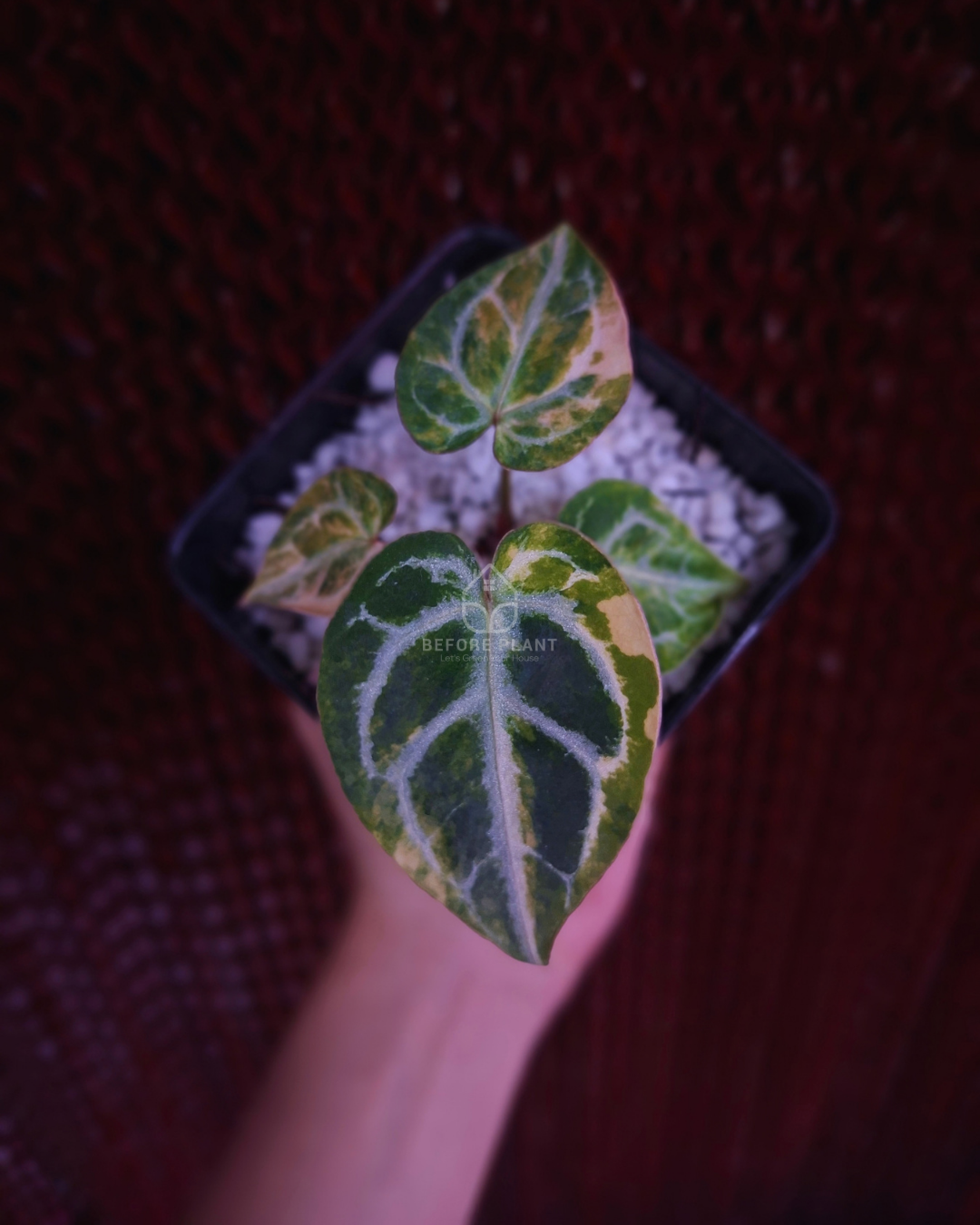 Anthurium Magna x Hellboy