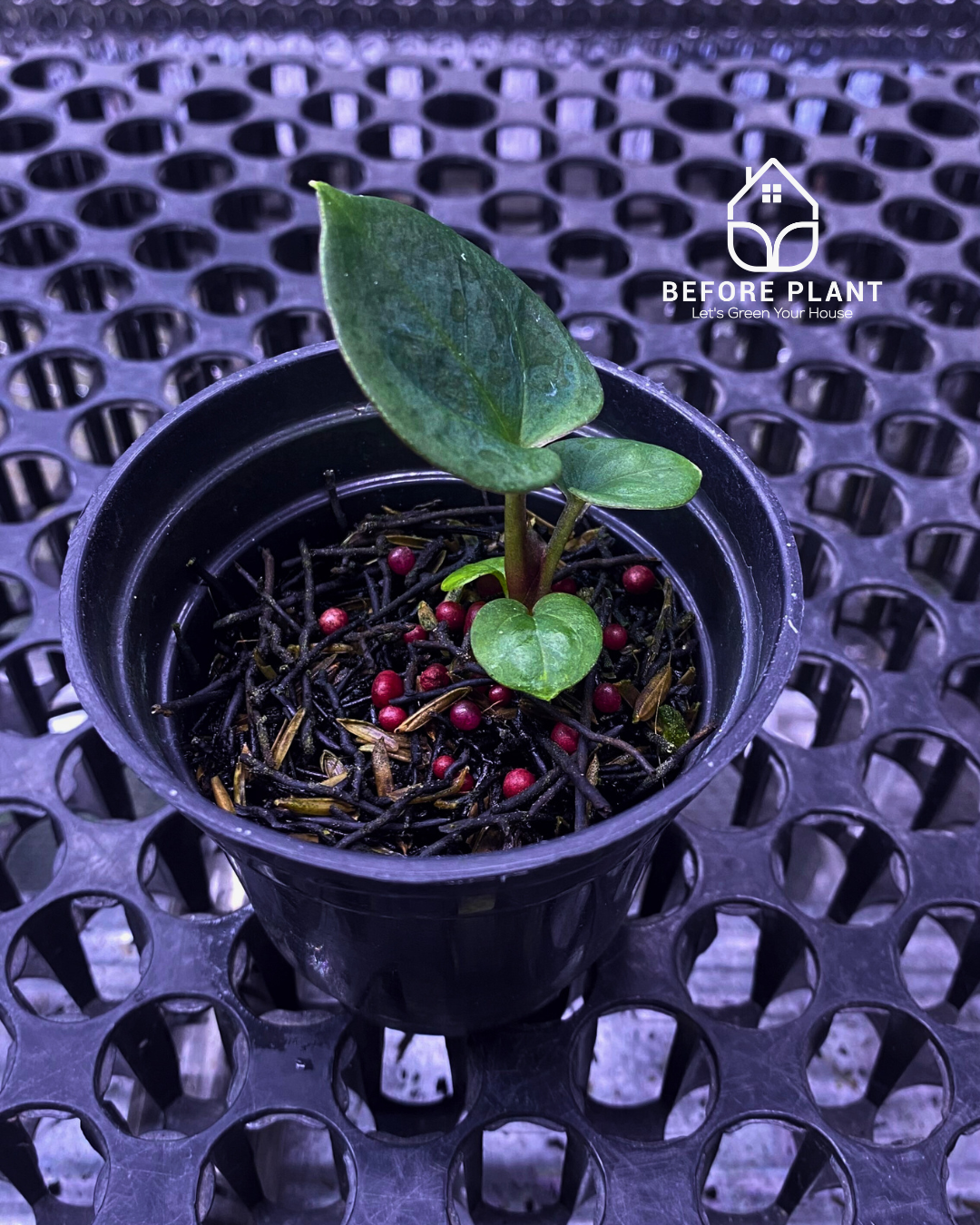 Anthurium King of Spades (HU) Seedling