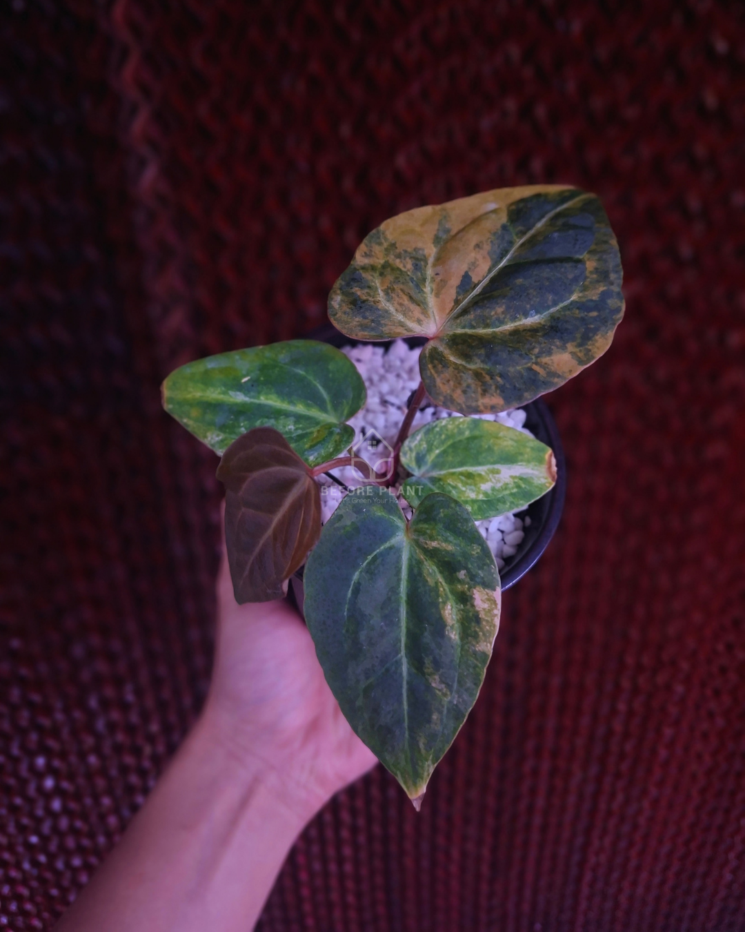 Anthurium Black Venom x Angela Black Widow ( Variegated Form )