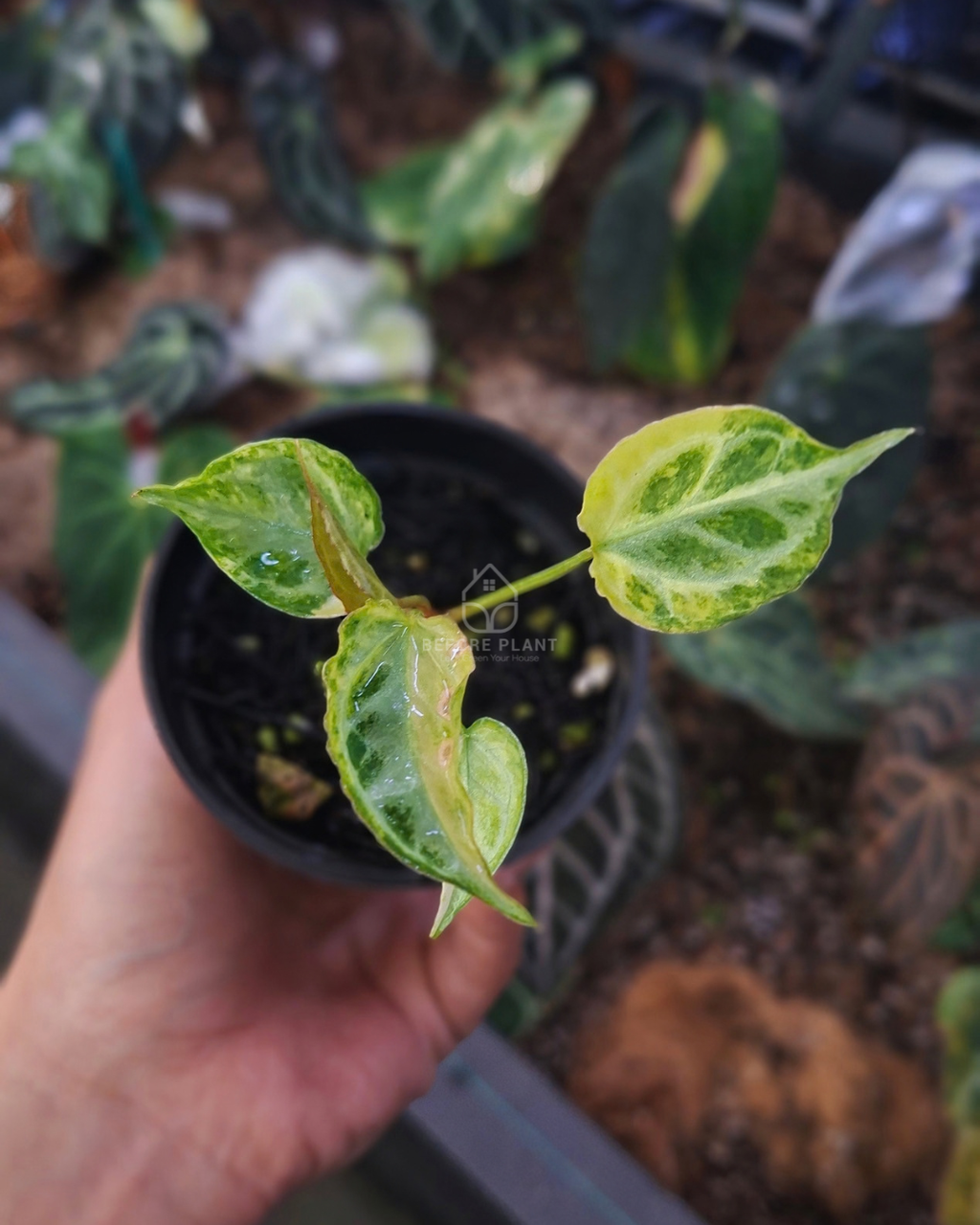 Anthurium Magna x Muchlis RC