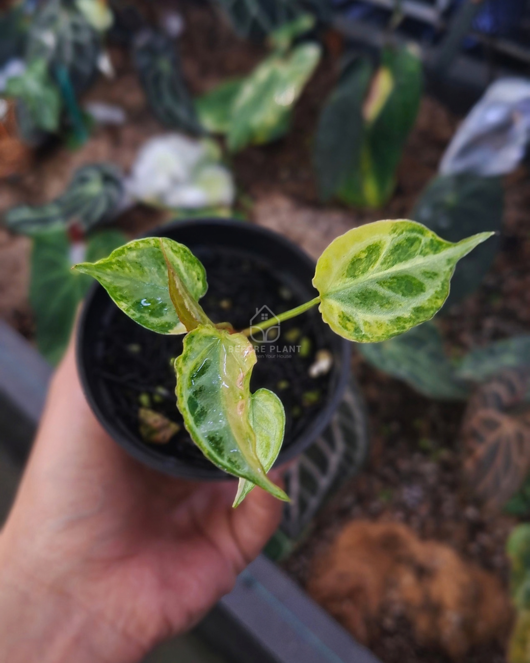 Anthurium Magna x Muchlis RC