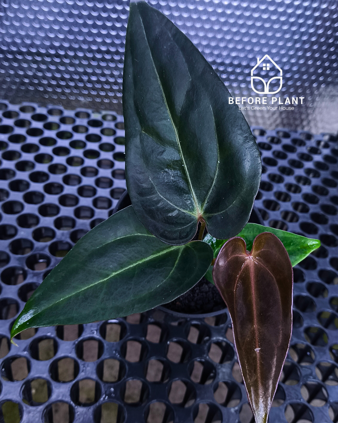 Anthurium ( Dark Handsome x Red Velvet Cake) X Black Venom