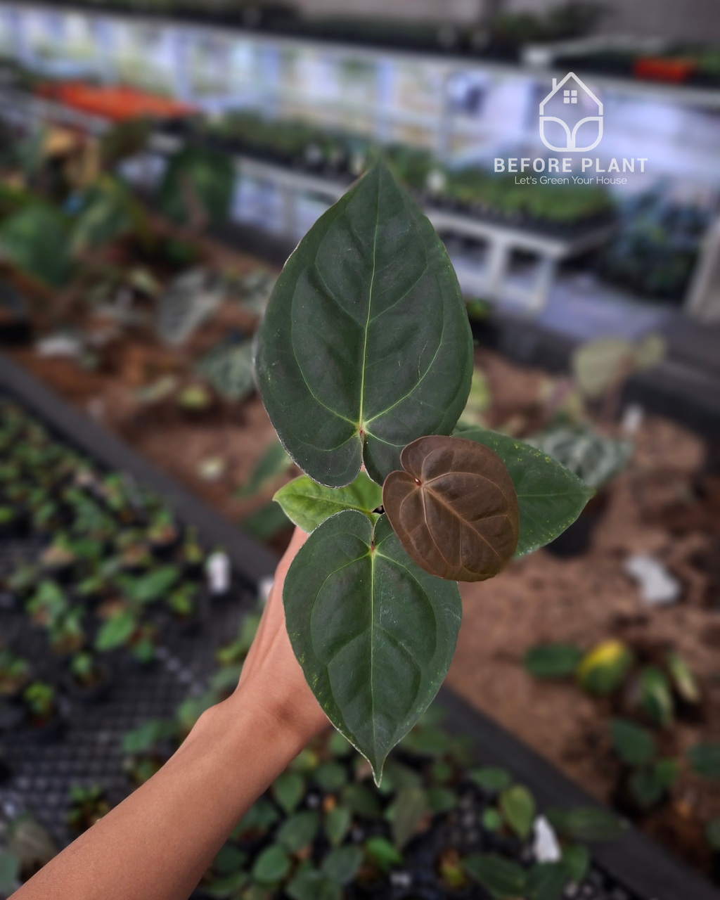 Anthurium Goliath x Michelle Pink