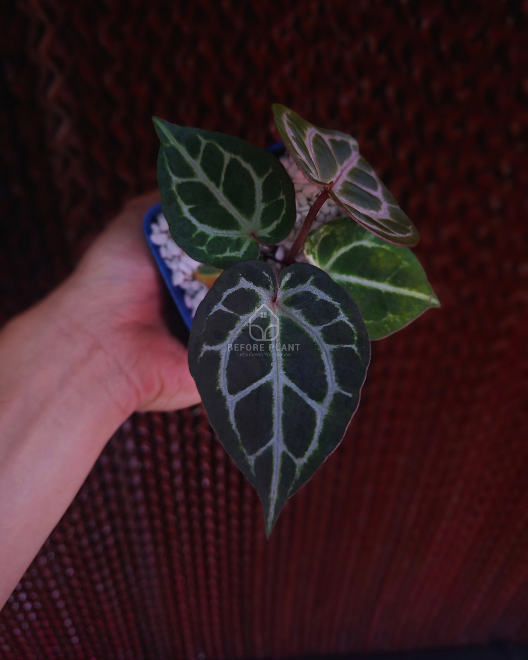 Anthurium Michelle x Silver Blush KOS ( Standard Form )