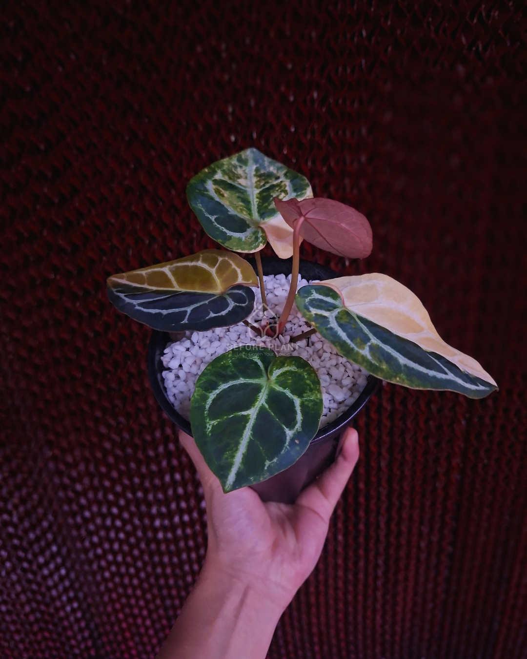 Anthurium Forgetii Var Australi x Mystique Selected
