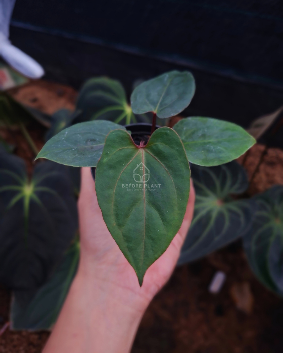 Anthurium Blood Of Blue x Self