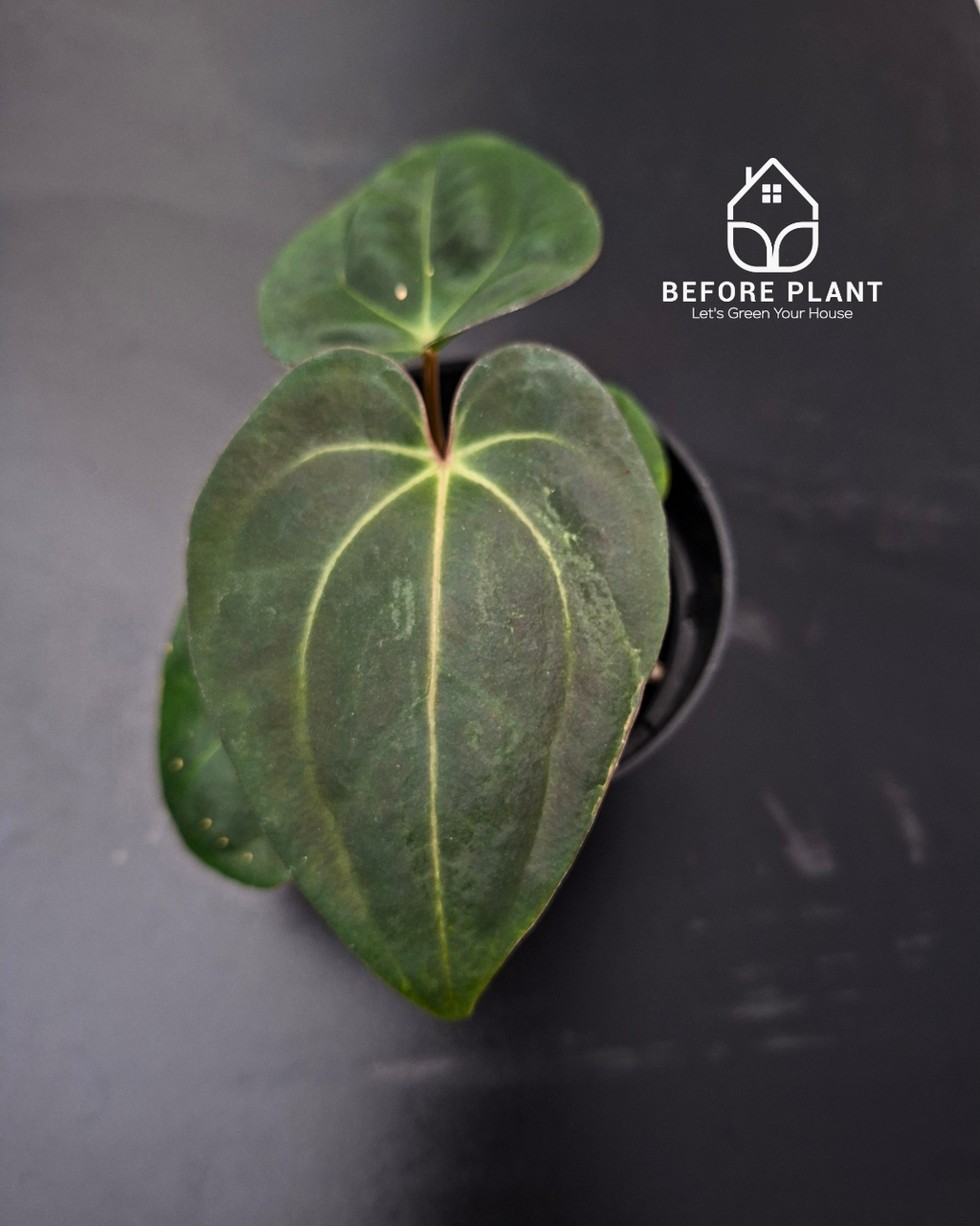 Anthurium Carla Portillae NSE x Papillilaminum Var Aos Tezula