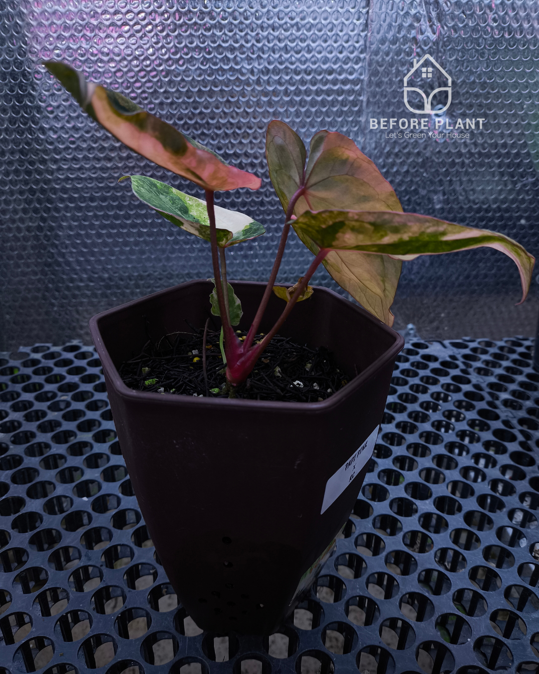 Anthurium Papillilaminum Pink x Red Crystal