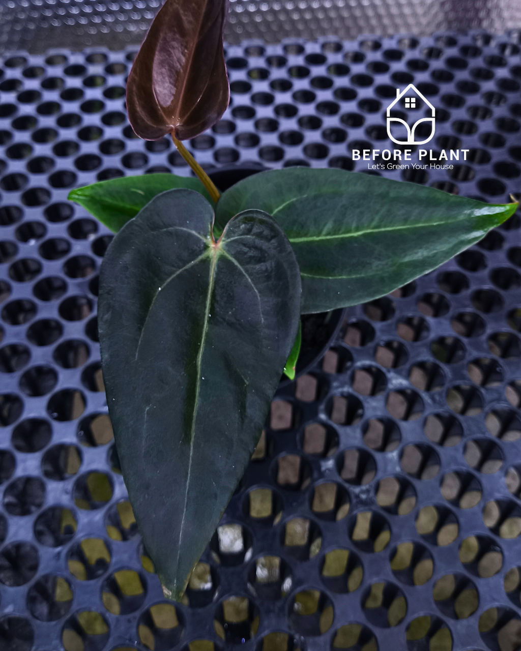 Anthurium ( Dark Handsome x Red Velvet Cake) X Black Venom