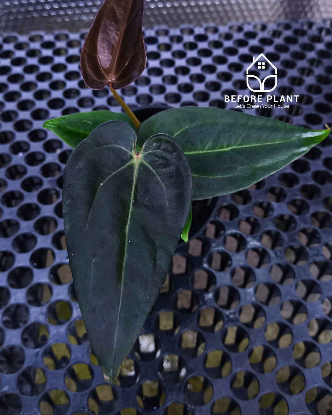 Anthurium ( Dark Handsome x Red Velvet Cake) X Black Venom