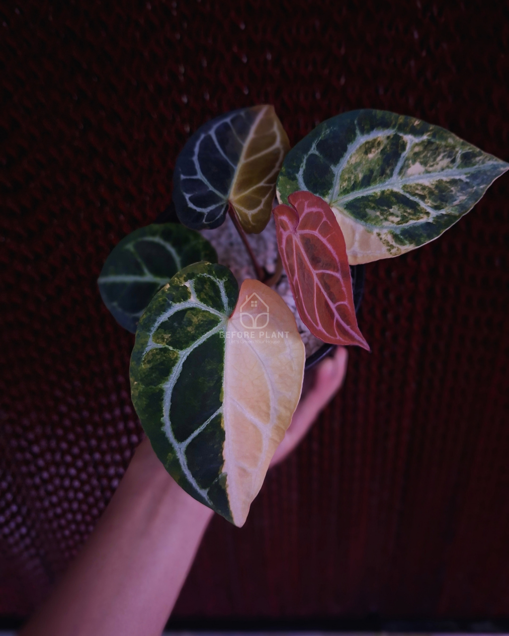 Anthurium Forgetii Var Australi x Mystique Selected