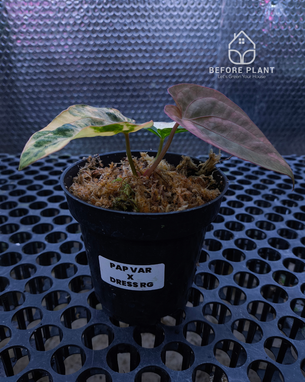 Anthurium Papillilaminum Variegated x Dressleri RG