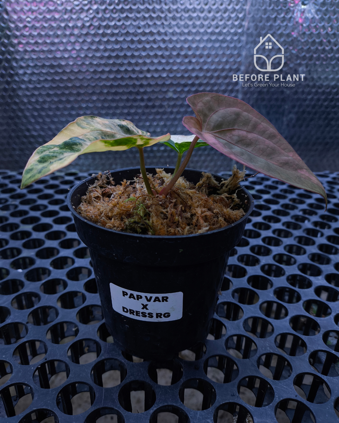 Anthurium Papillilaminum Variegated x Dressleri RG