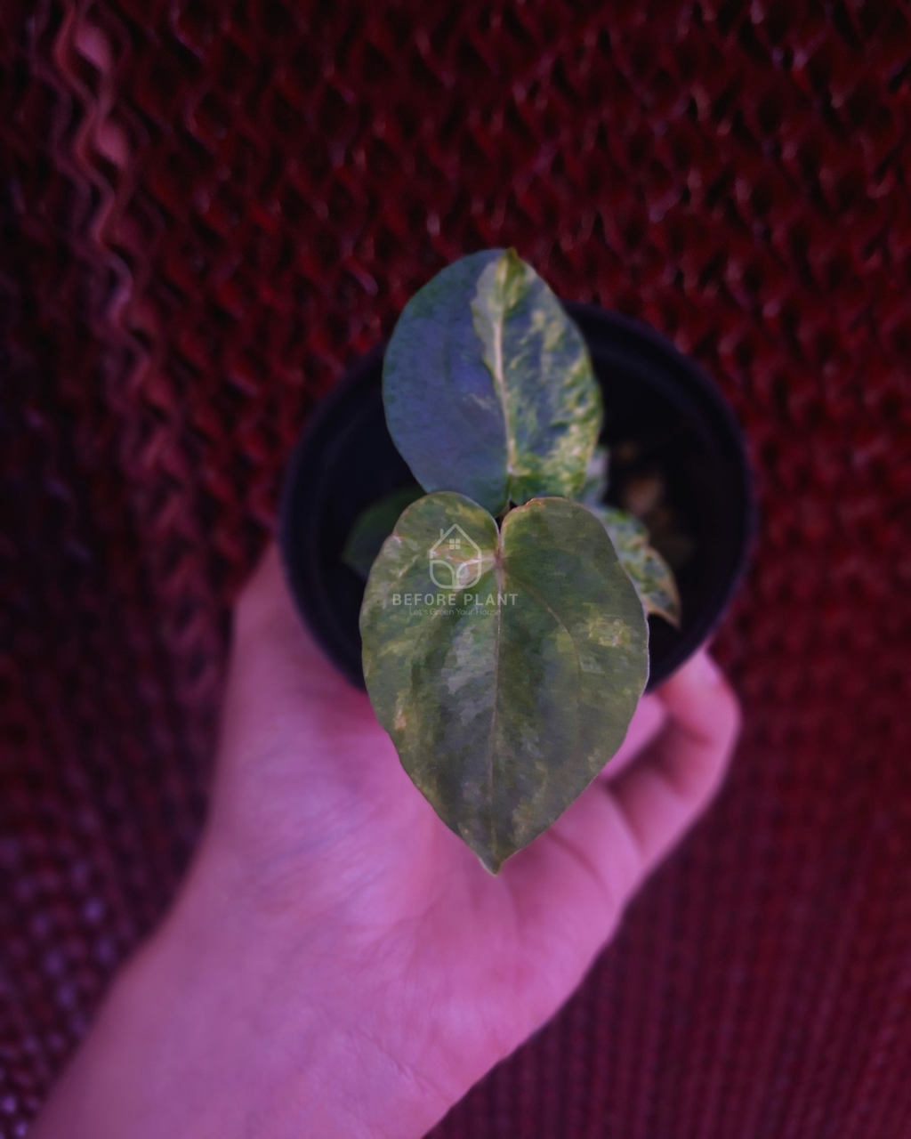 Anthurium Papi Var Dressleri x Michelle Variegated