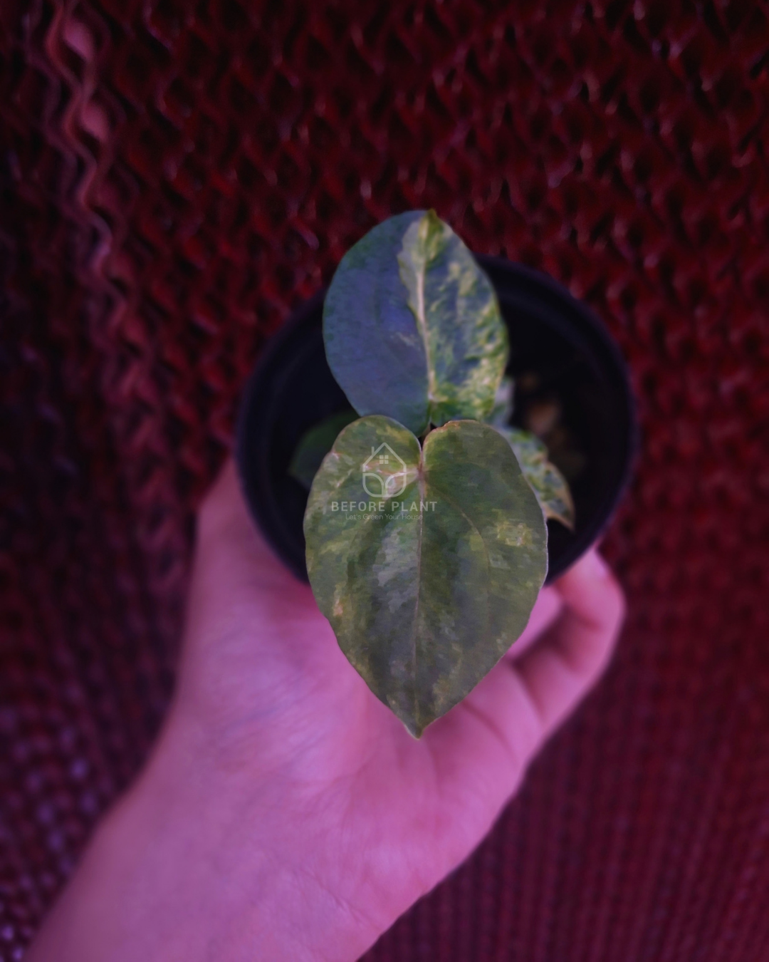 Anthurium Papi Var Dressleri x Michelle Variegated