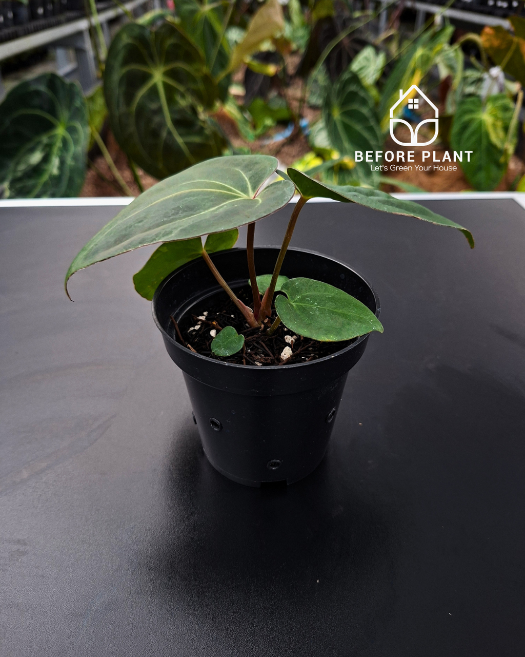 Anthurium Carla Portillae NSE x Papillilaminum Var Aos Tezula