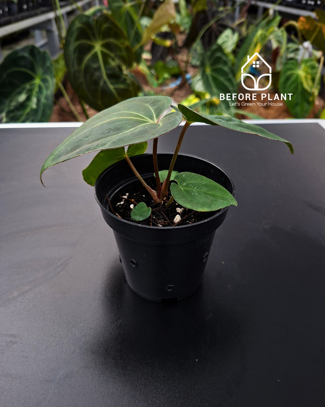 Anthurium Carla Portillae NSE x Papillilaminum Var Aos Tezula