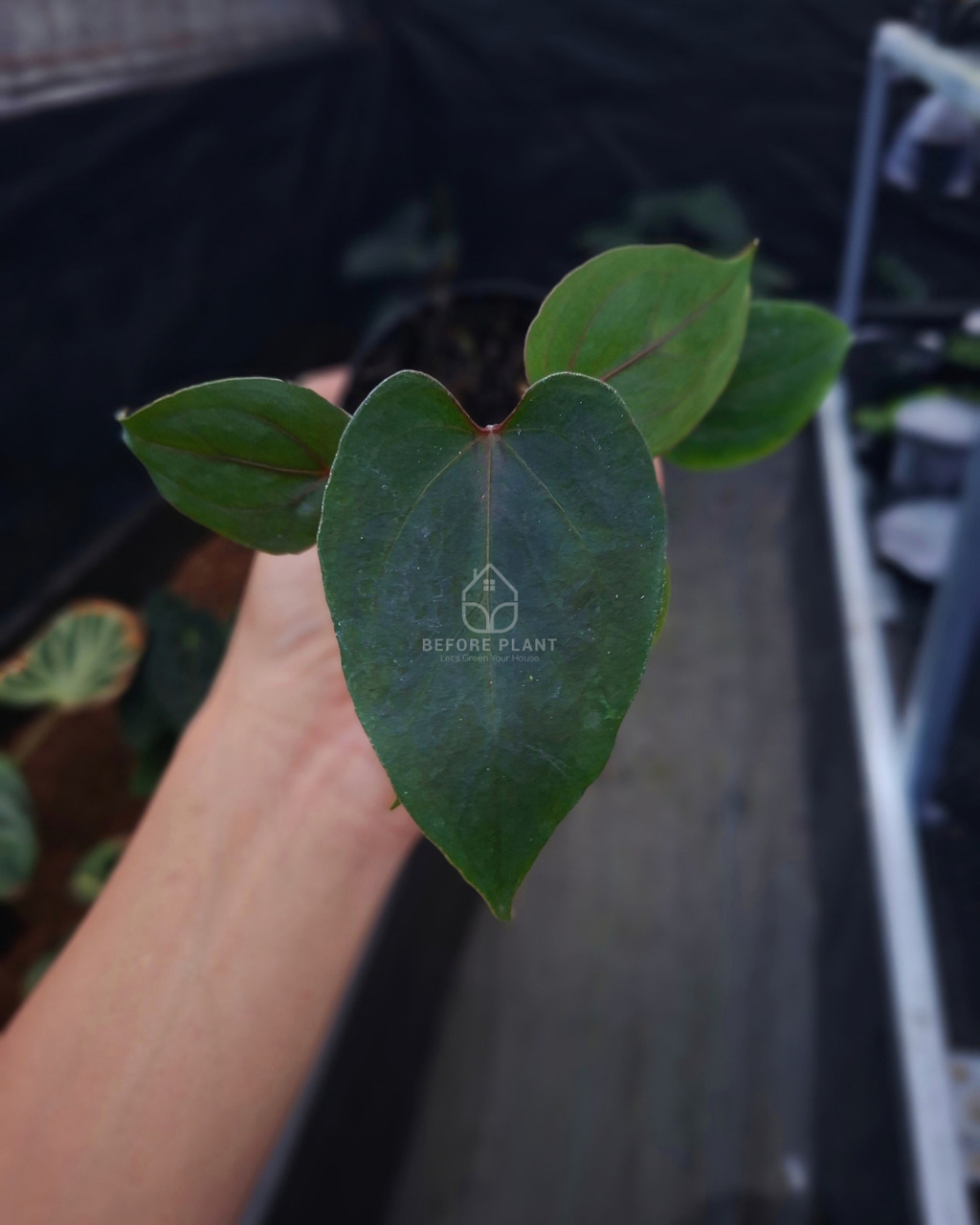 Anthurium Blood Of Blue x Self