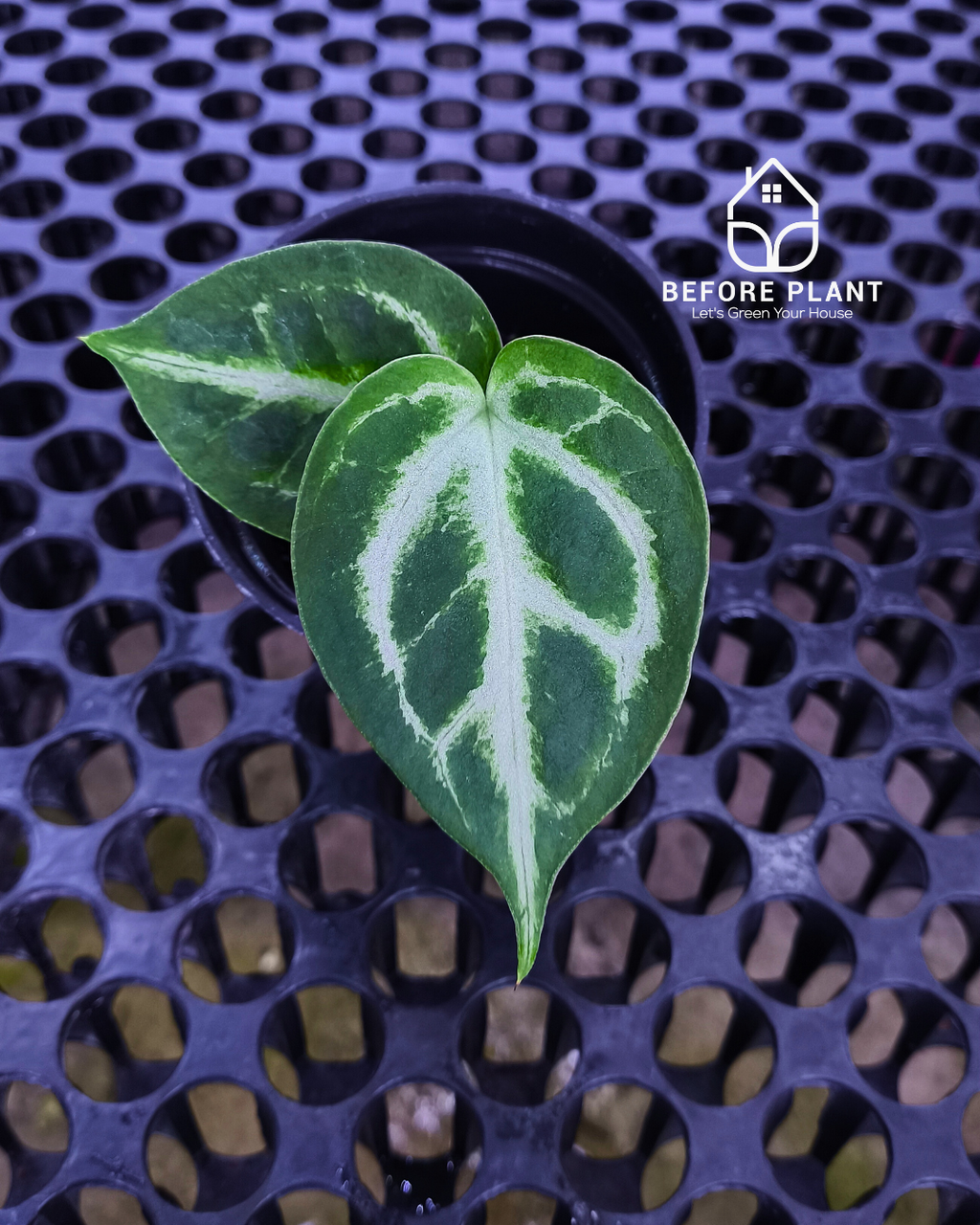 Anthurium Fort Sherman x Michelle Pink