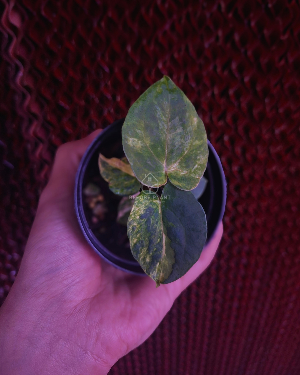 Anthurium Papi Var Dressleri x Michelle Variegated