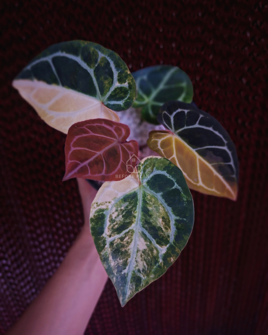 Anthurium Forgetii Var Australi x Mystique Selected