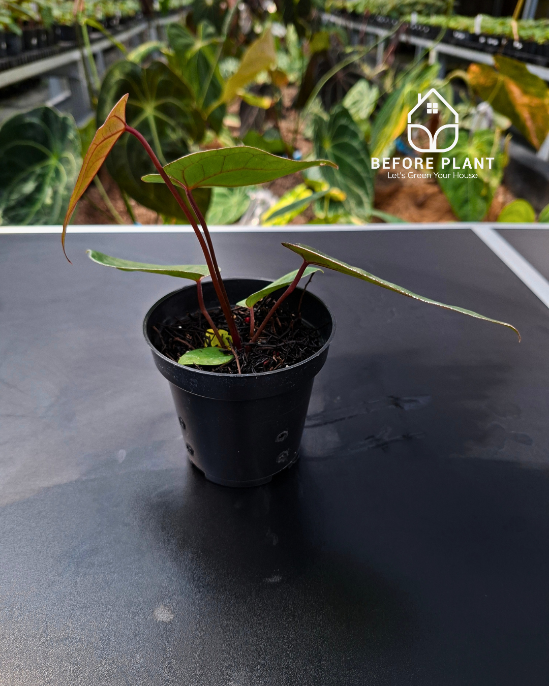 Anthurium BVIT ZM x Blood Of Blue