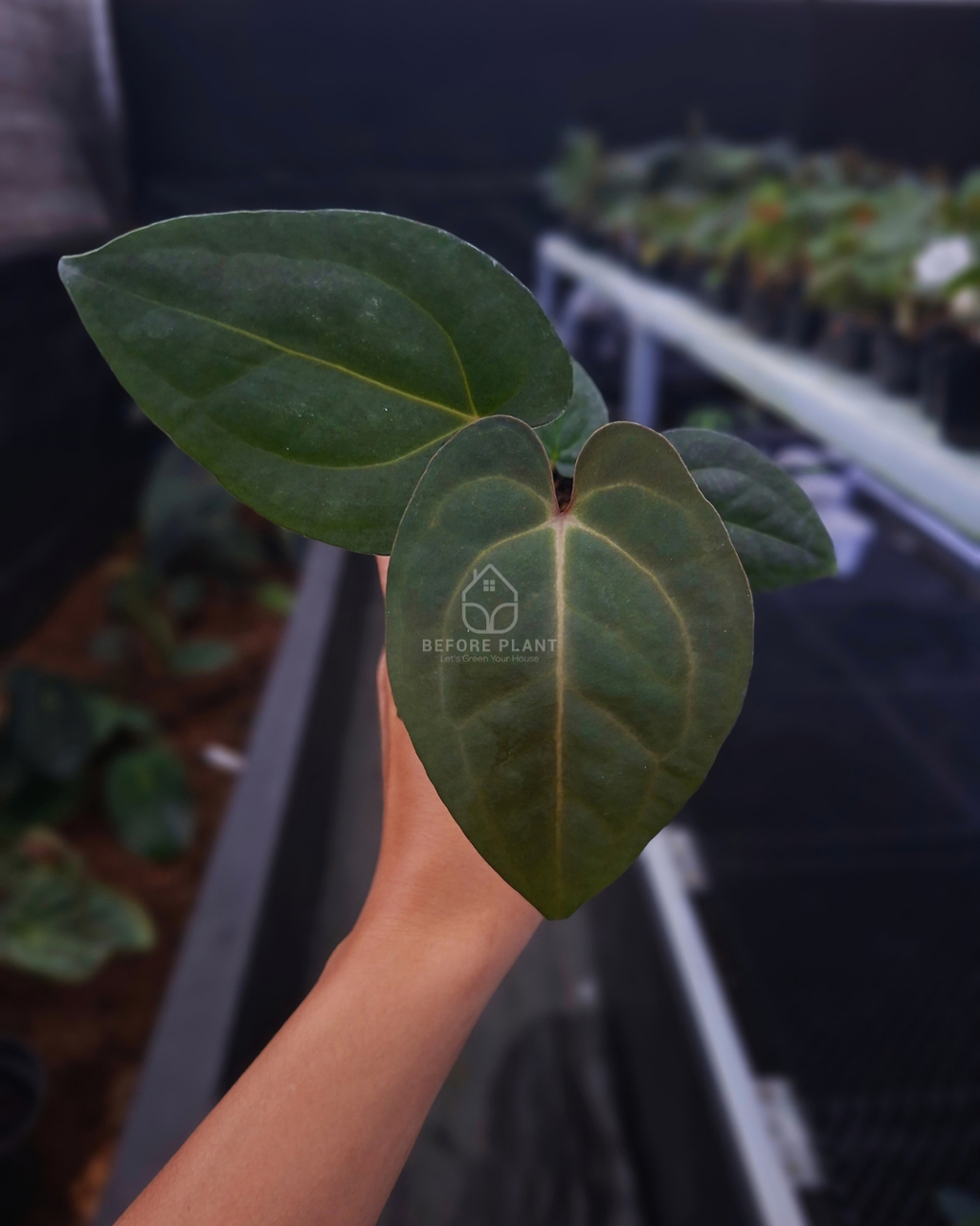 Anthurium Goliath Red Vein Dark Phoenix ( RVDP ) x Self