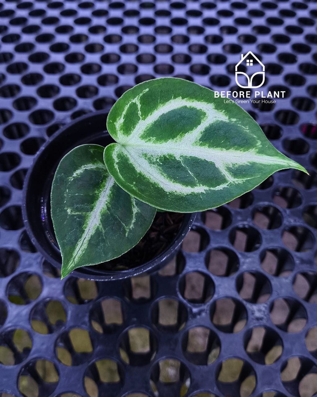 Anthurium Fort Sherman x Michelle Pink