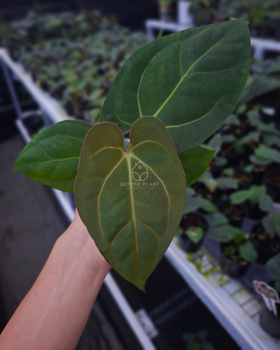 Anthurium Goliath Red Vein Dark Phoenix ( RVDP ) x Self