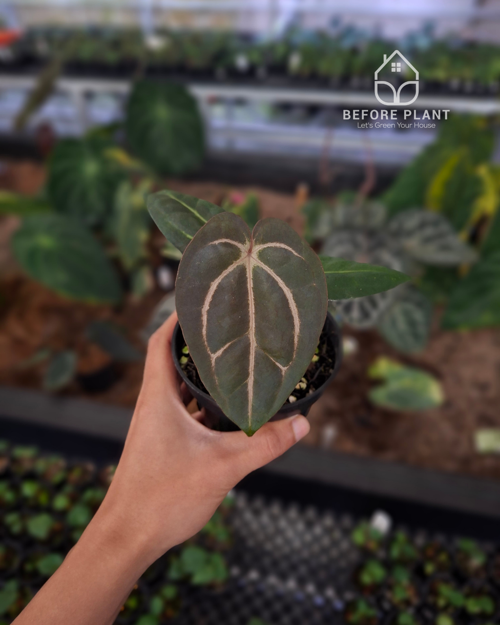 Anthurium Carla Blackiae x Carla Blackiae