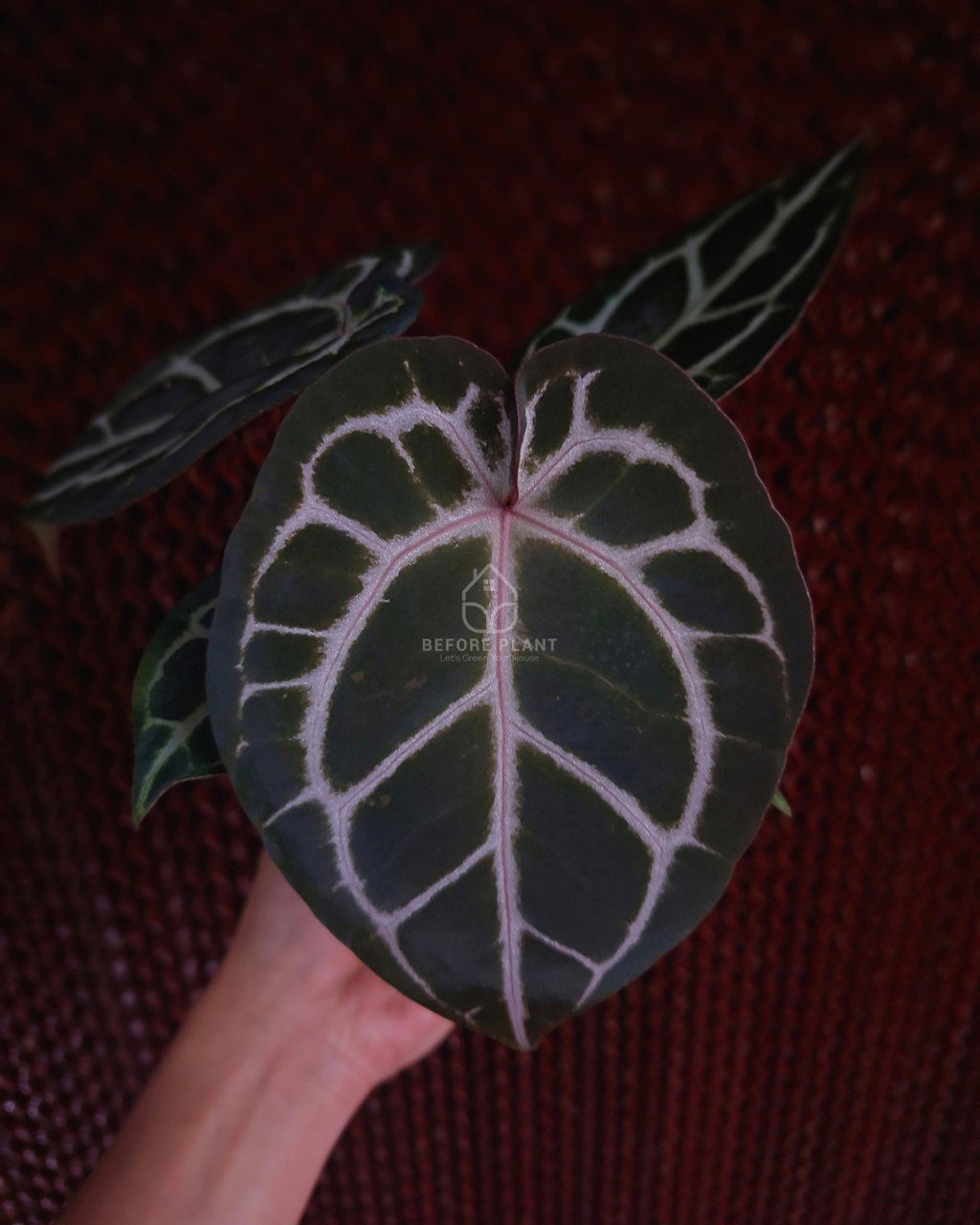 Anthurium Michelle x Silver Blush KOS ( Standard Form )