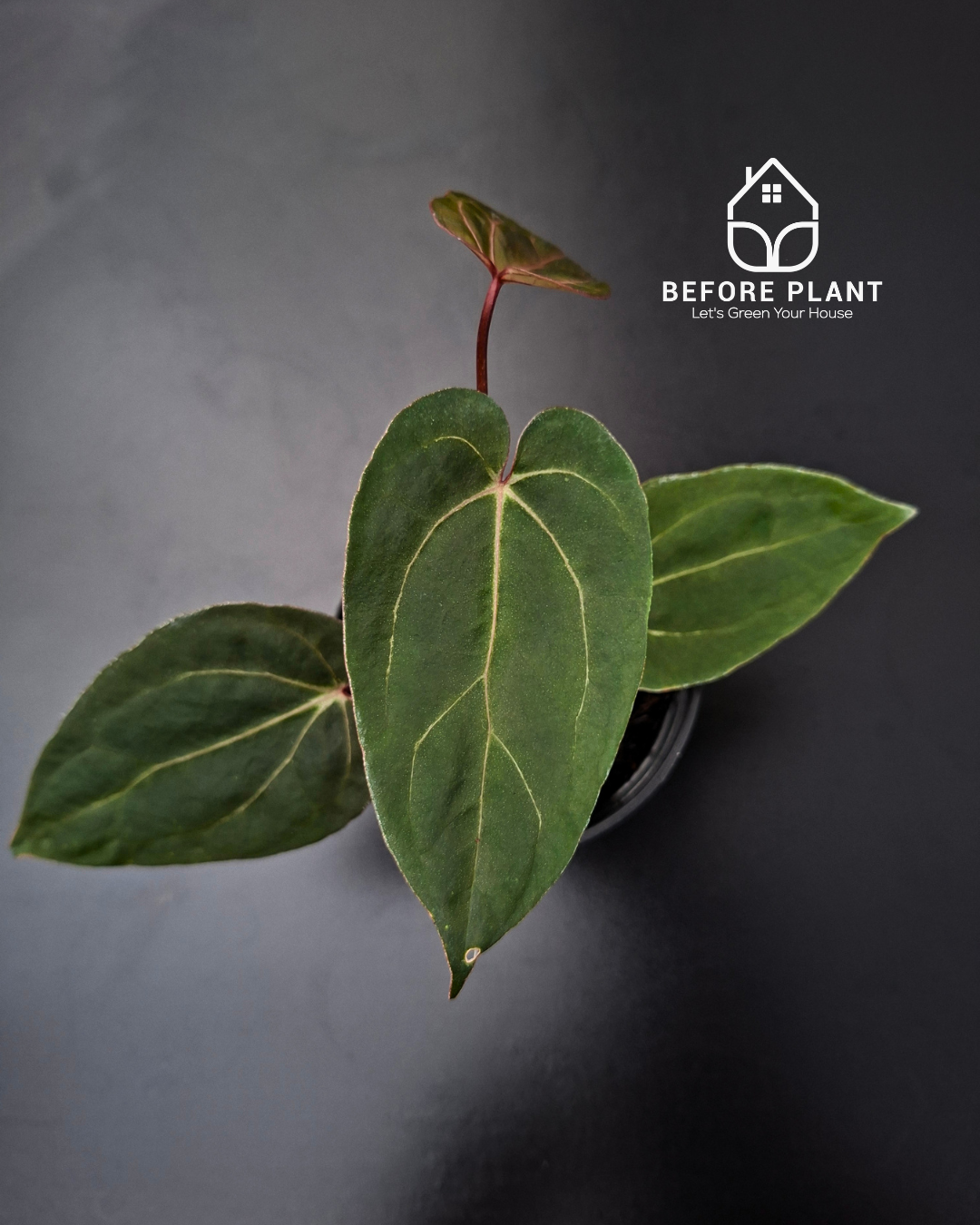 Anthurium BVIT ZM x Blood Of Blue