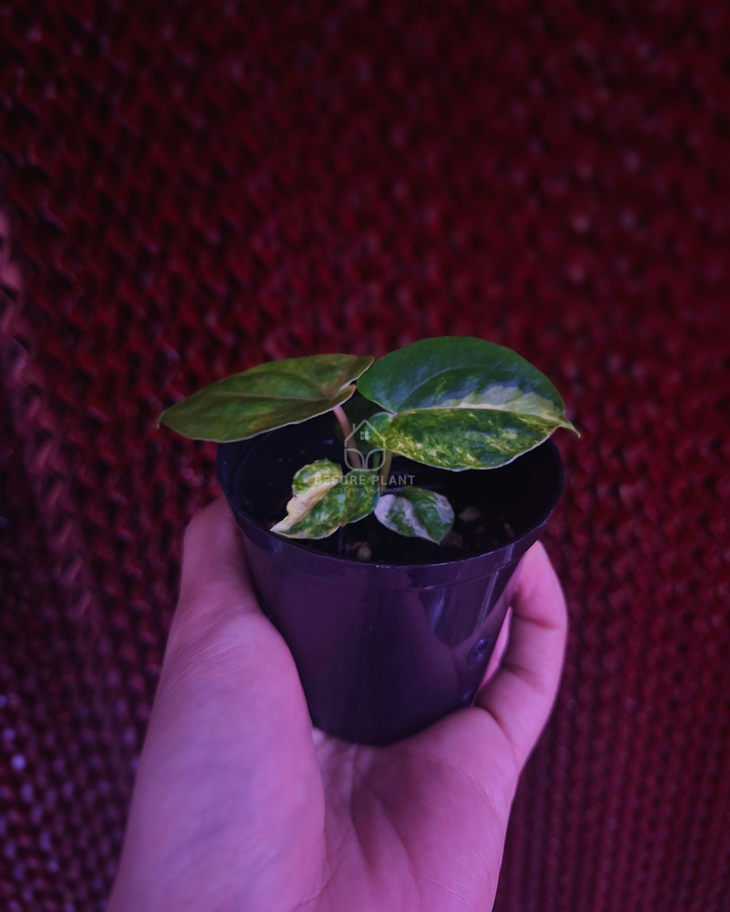 Anthurium Papi Var Dressleri x Michelle Variegated