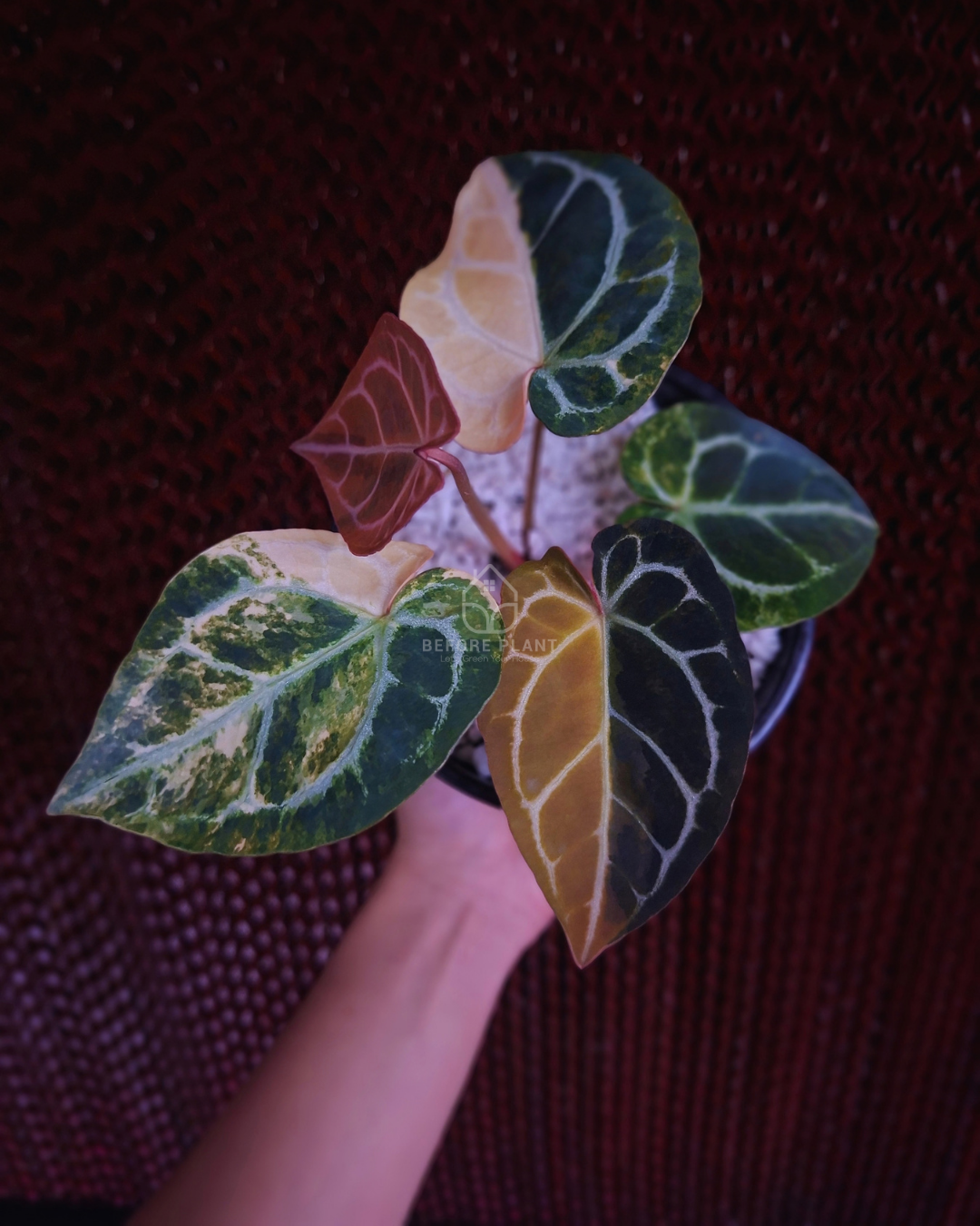 Anthurium Forgetii Var Australi x Mystique Selected