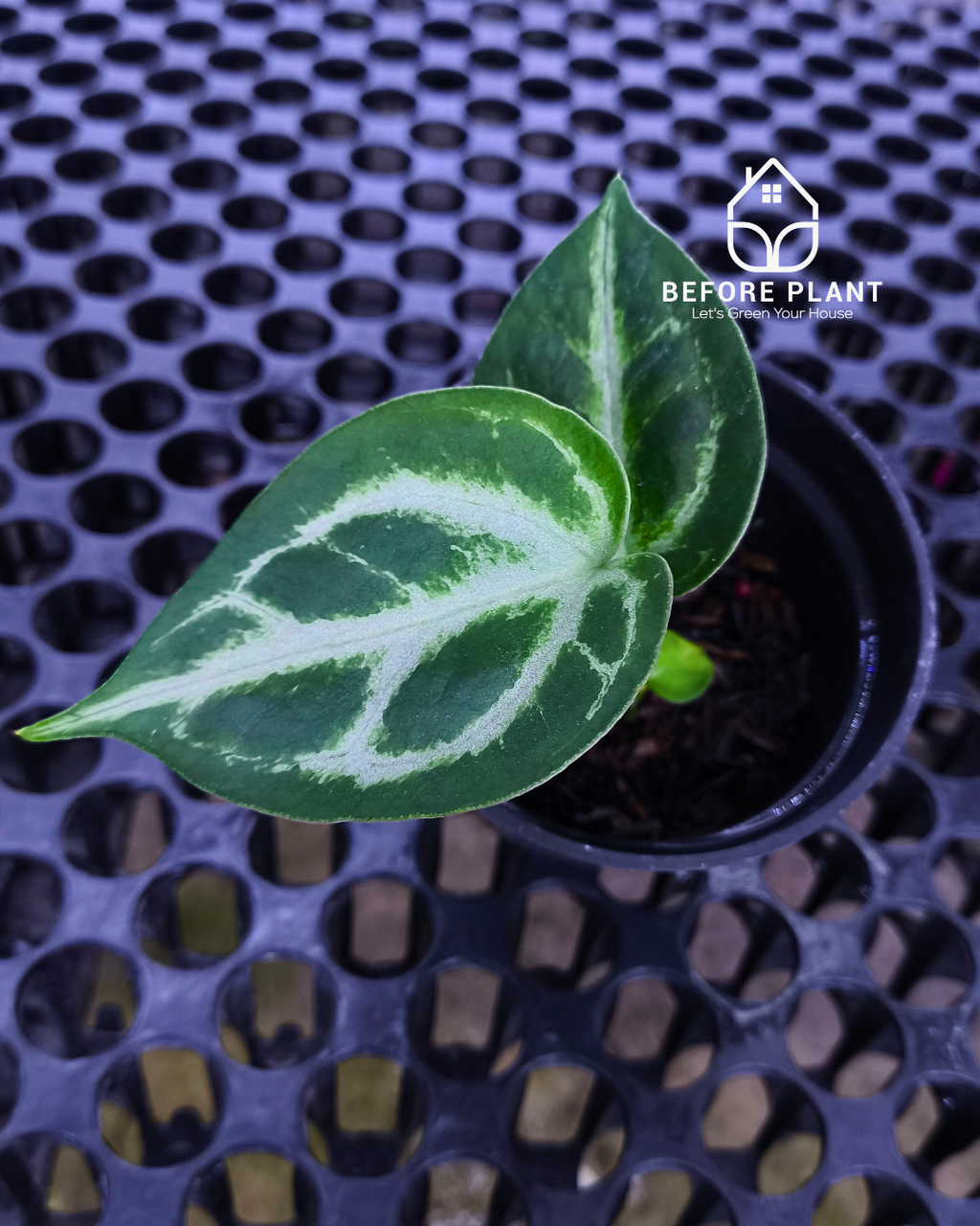 Anthurium Fort Sherman x Michelle Pink