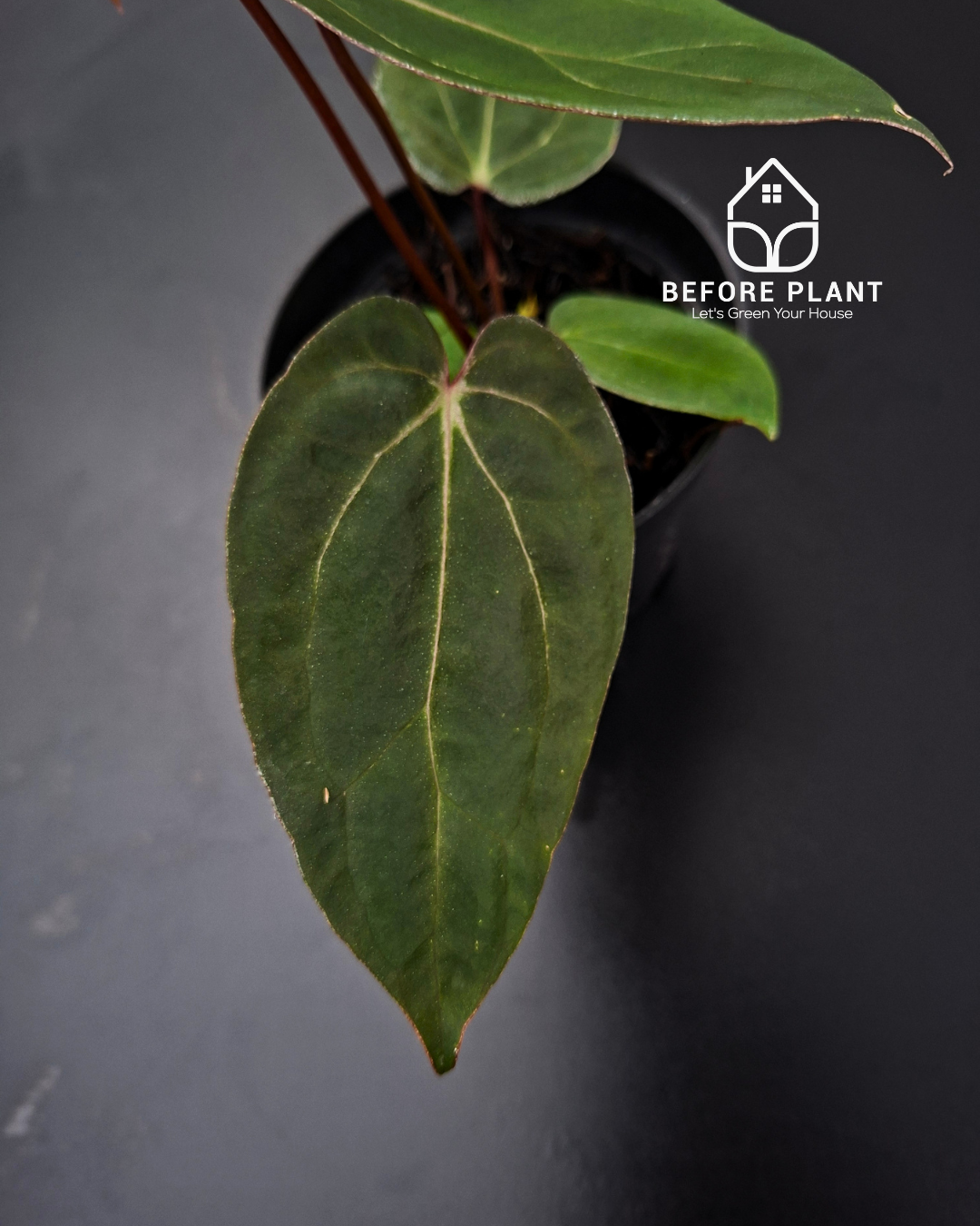 Anthurium BVIT ZM x Blood Of Blue