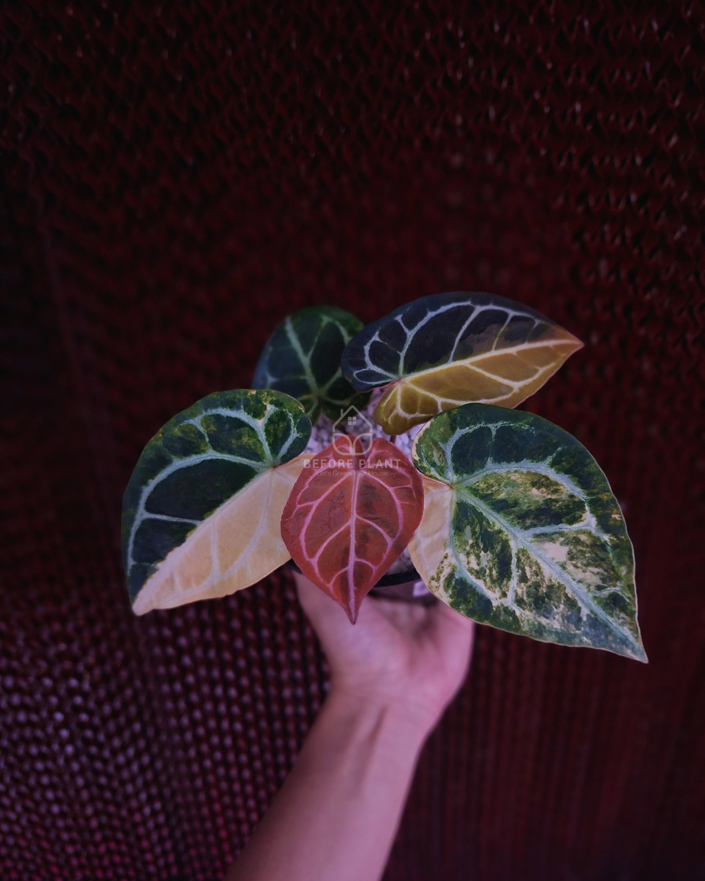 Anthurium Forgetii Var Australi x Mystique Selected