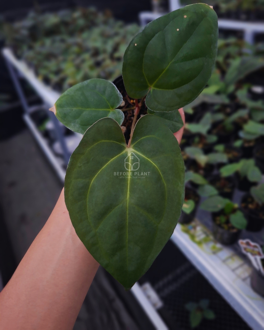 Anthurium Goliath Red Vein Dark Phoenix ( RVDP ) x Self