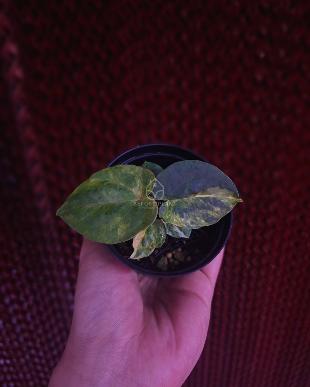 Anthurium Papi Var Dressleri x Michelle Variegated