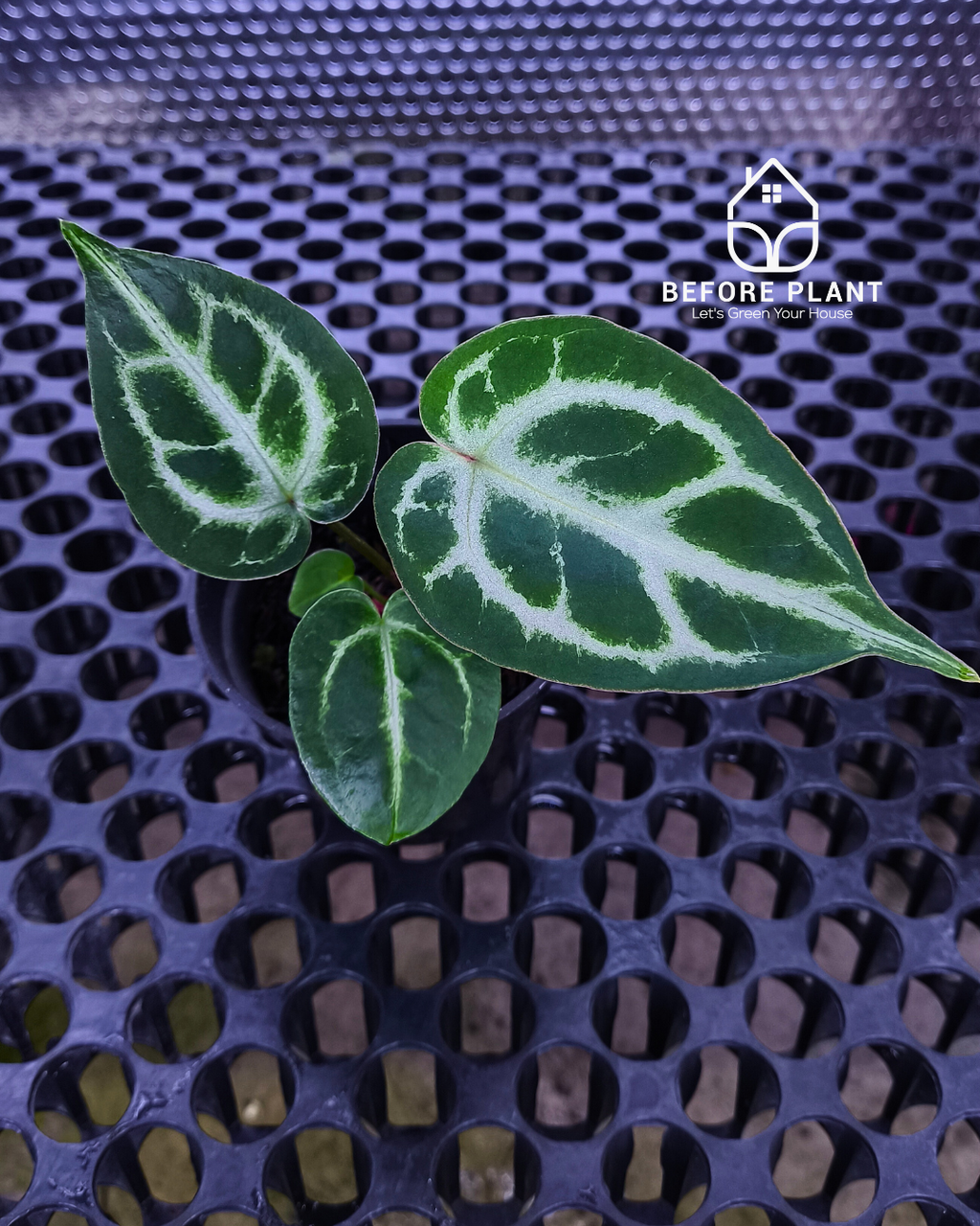 Anthurium Fort Sherman x Michelle Pink