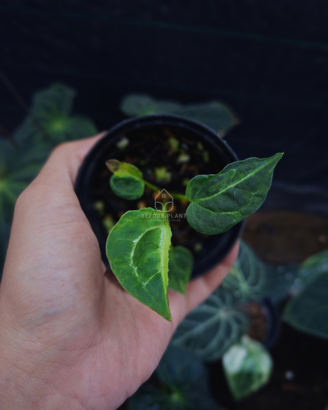 Anthurium Forgetii Blister x Michelle Variegated